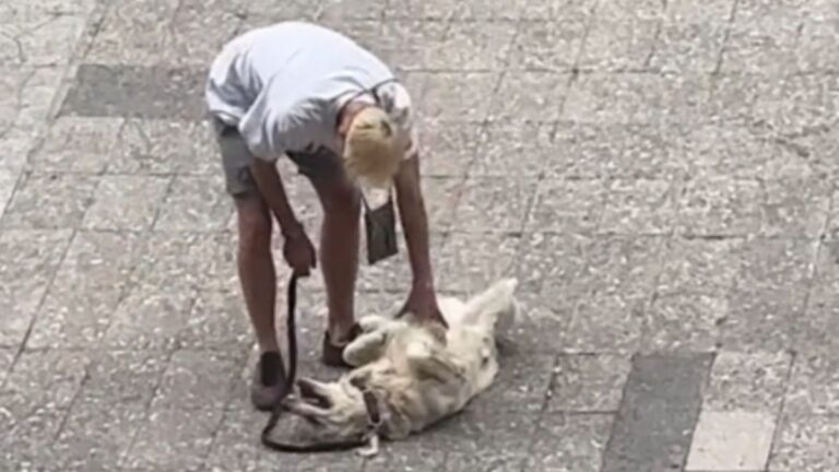De reactie van een Golden Retriever wanneer zijn wandeling voorbij is brengt internetgebruikers aan het lachen, een video die viraal ging